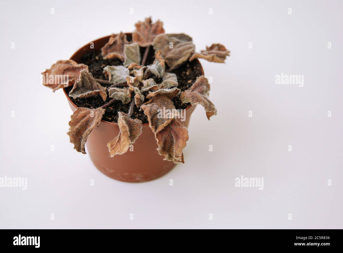 Dead dry plant Saintpaulia ionantha in pot on white background Stock Photo