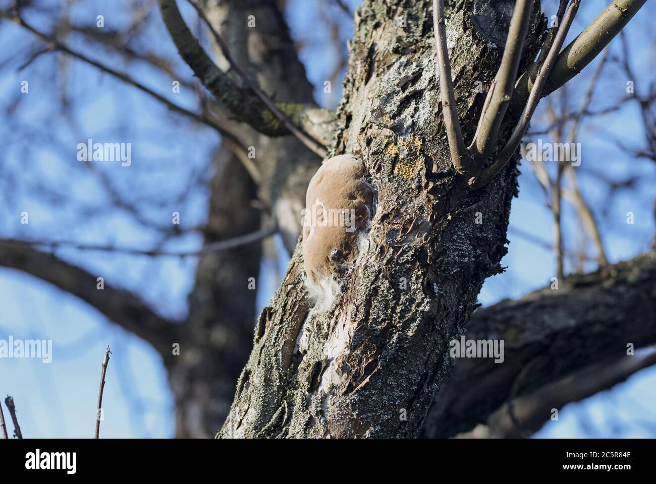 Phellinus pomaceus fungus (bracket fungus, phellinus igniarius) on tree trunk Stock Photo