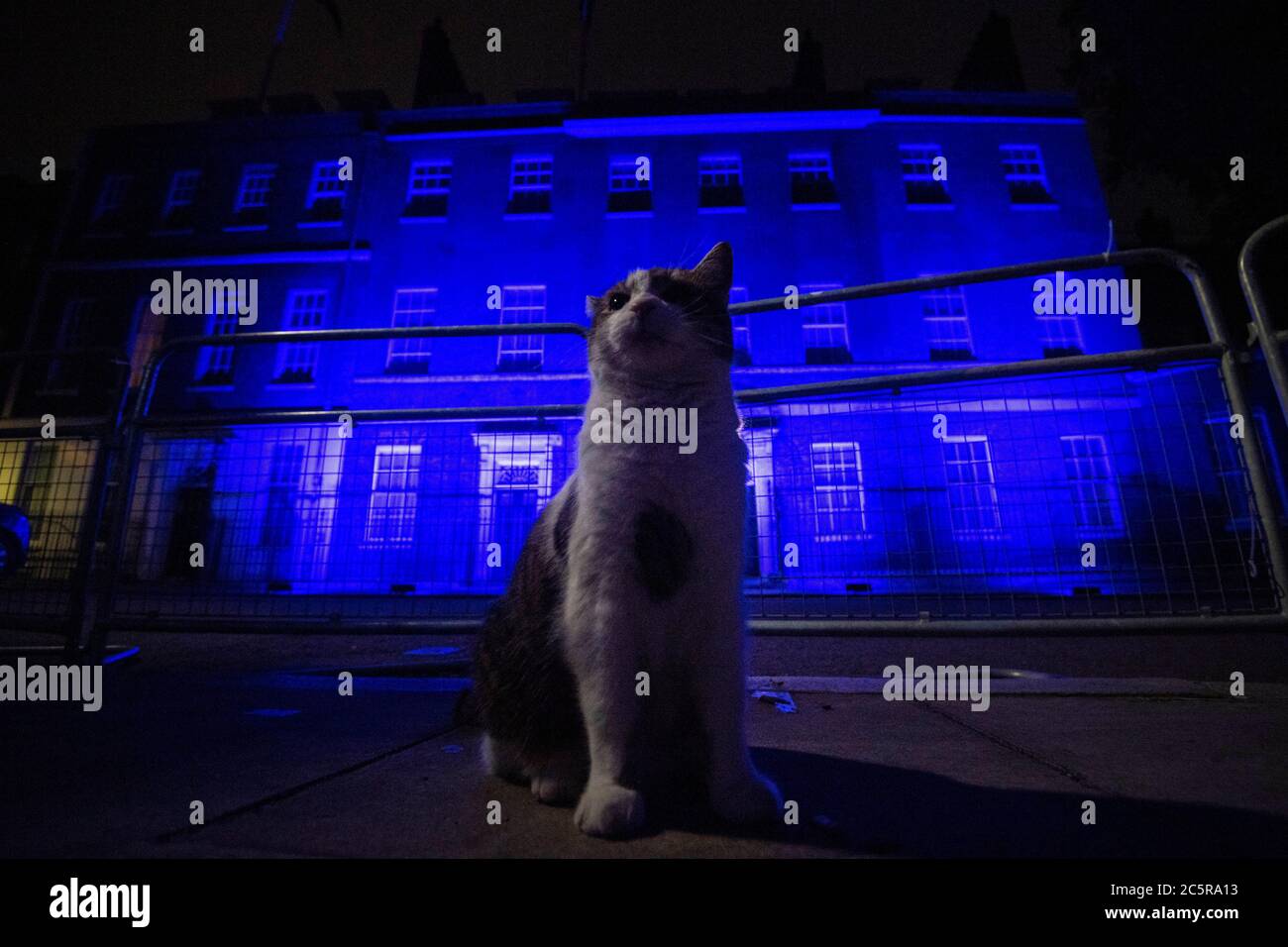 Larry the cat stands in front of 10 Downing Street in London as it is illuminated blue on Saturday evening as part of the NHS birthday celebrations. Stock Photo