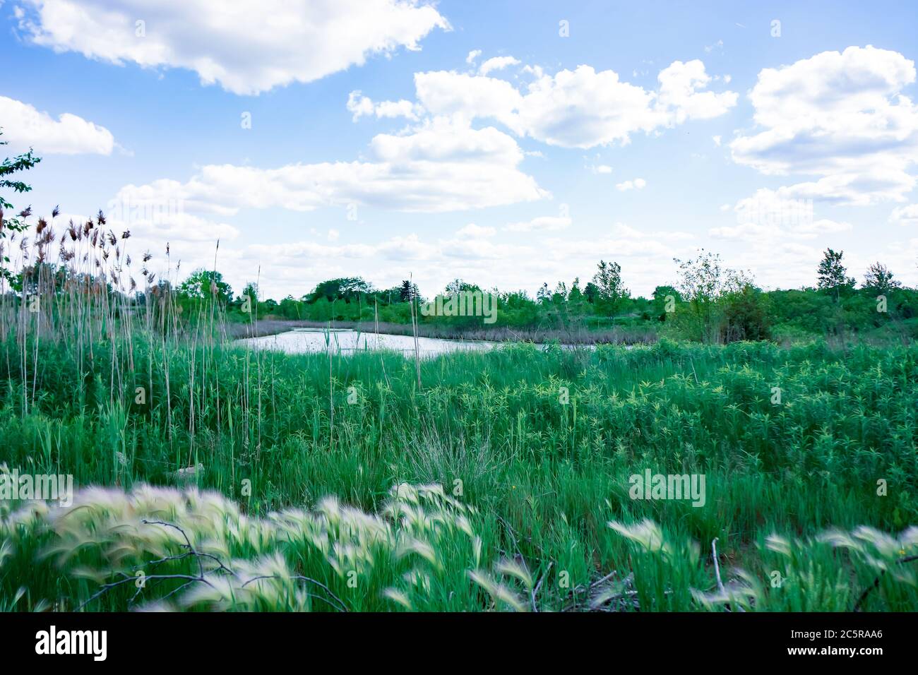 Field of various lush green prairie grass surrounding a small pond on a partly cloudy day. Stock Photo