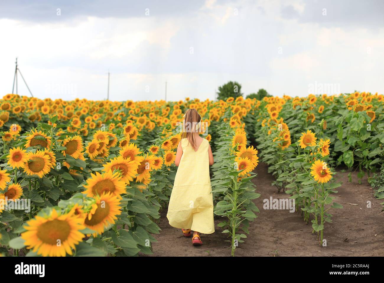 Beautiful girl in a yellow dress in a field with sunflowers Stock Photo ...