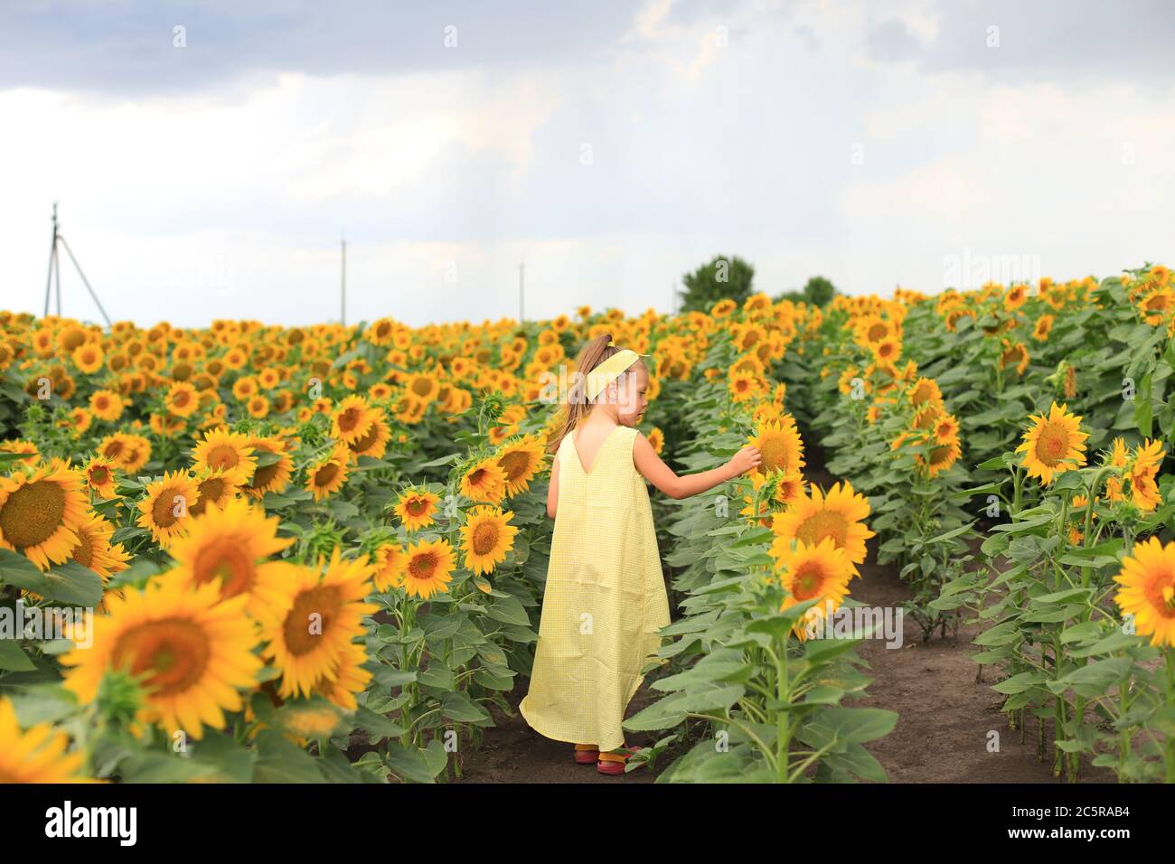 Beautiful girl in a yellow dress in a field with sunflowers Stock Photo ...