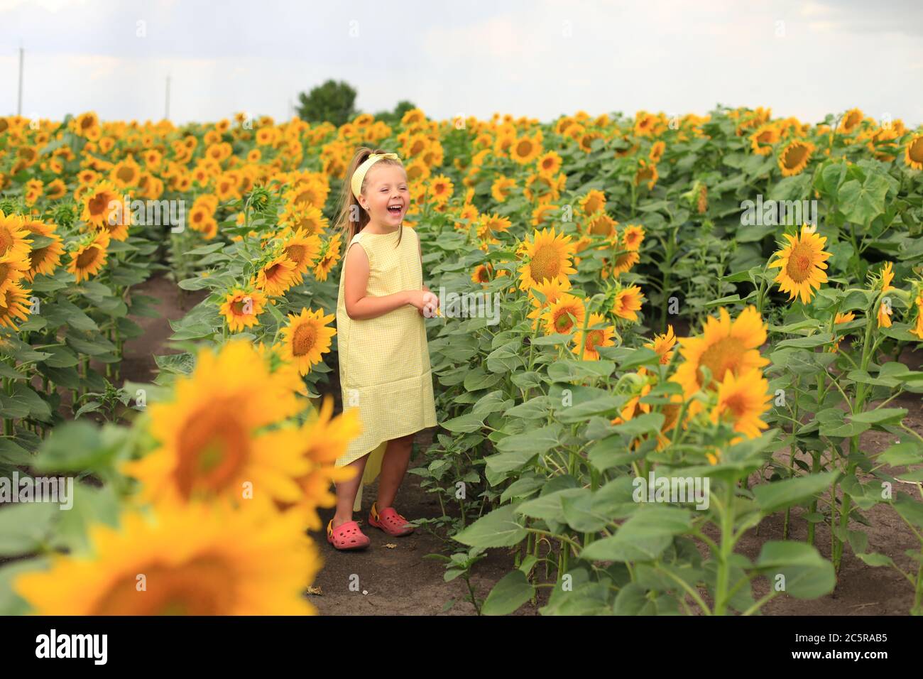 Beautiful girl in a yellow dress in a field with sunflowers Stock Photo ...