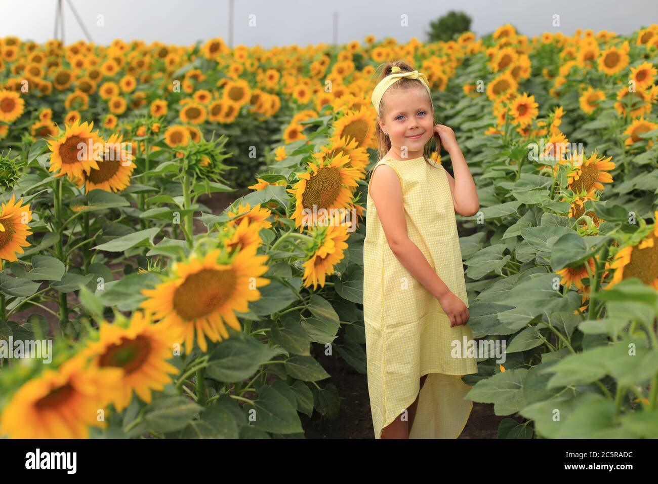 Beautiful girl in a yellow dress in a field with sunflowers Stock Photo ...