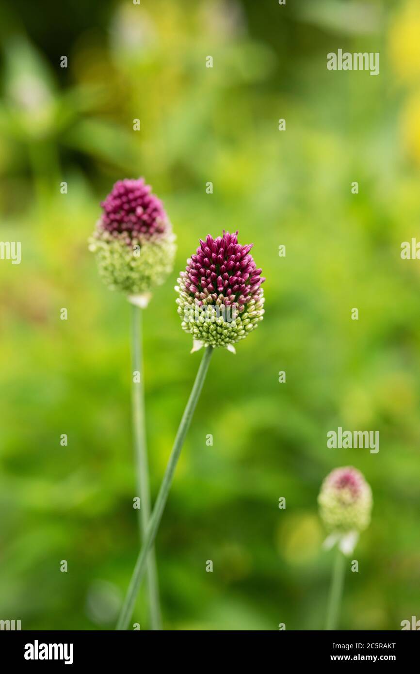 Sanguisorba officinalis, known as great burnet, in the family Rosaceae, subfamily Rosoideae. In traditional Chinese medicine it is known as di yu. Stock Photo