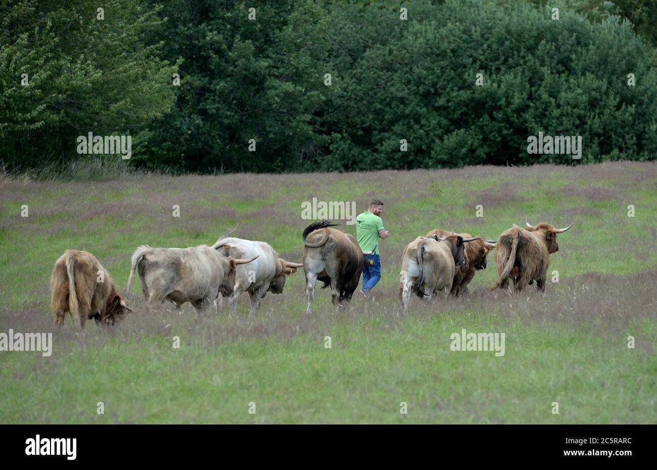 Bescheid, Germany. 01st July, 2020. Cattle run on a pasture. They are born there and they are killed there too: Christian Grommes is one of the few farmers in Germany who shoots his cattle right on the pasture. (to dpa-Korr 'Alternative slaughtering: In the pasture until the shot is fired') Credit: Harald Tittel/dpa/Alamy Live News Stock Photo