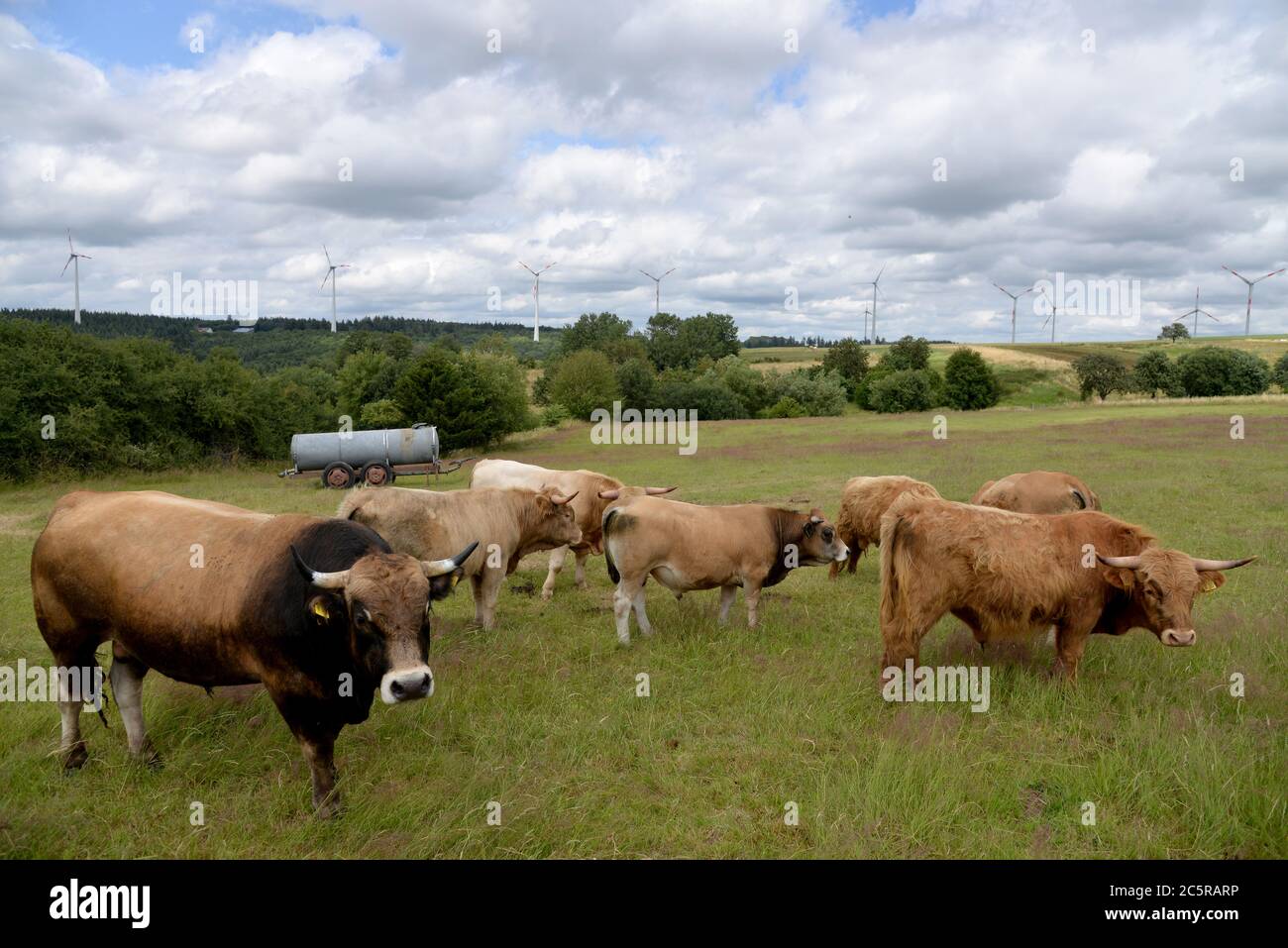 Bescheid, Germany. 01st July, 2020. Cattle are standing on a pasture. They are born there and they are killed there: Christian Grommes is one of the few farmers in Germany who shoots his cattle directly on the pasture. (to dpa-text 'Alternative slaughtering: In the pasture until the shot is fired') Credit: Harald Tittel/dpa/Alamy Live News Stock Photo