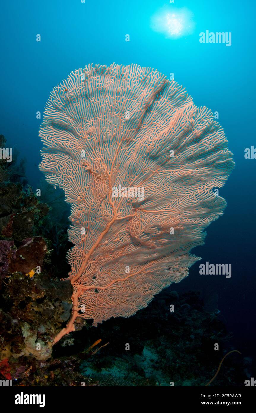 Gorgonian Sea Fan, Annella mollis, Cape Kri dive site, Dampier Strait, Raja Ampat, Indonesia Stock Photo