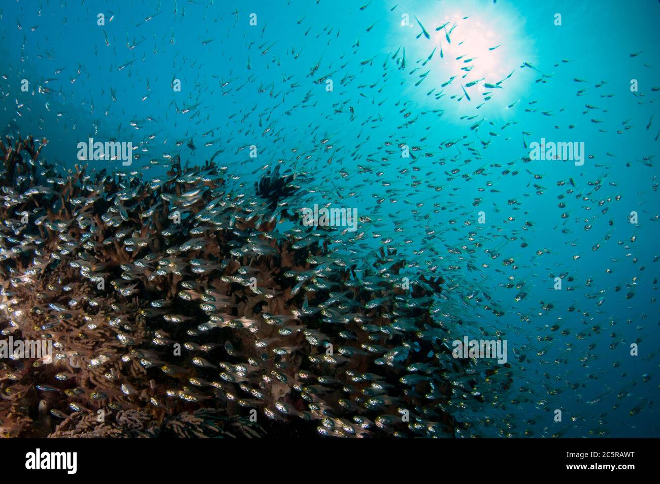 School of small fish with sun in background, Cape Kri dive site, Dampier Strait, Raja Ampat, Indonesia Stock Photo