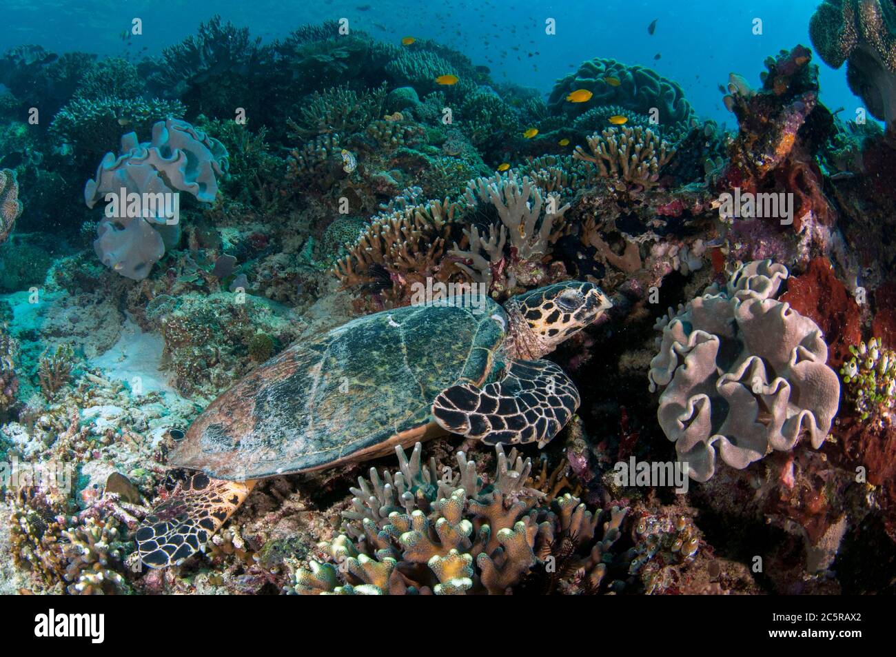 Hawksbill Turtle, Eretmochelys imbricata, Cape Kri dive site, Dampier Strait, Raja Ampat, Indonesia Stock Photo
