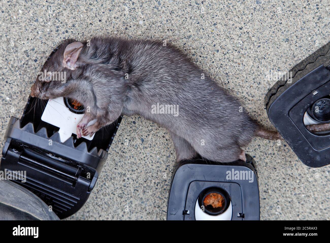 Mature Rat 'Rattus rattus', also called roof or ship rat, caught, open trap.  Coastal California. Stock Photo