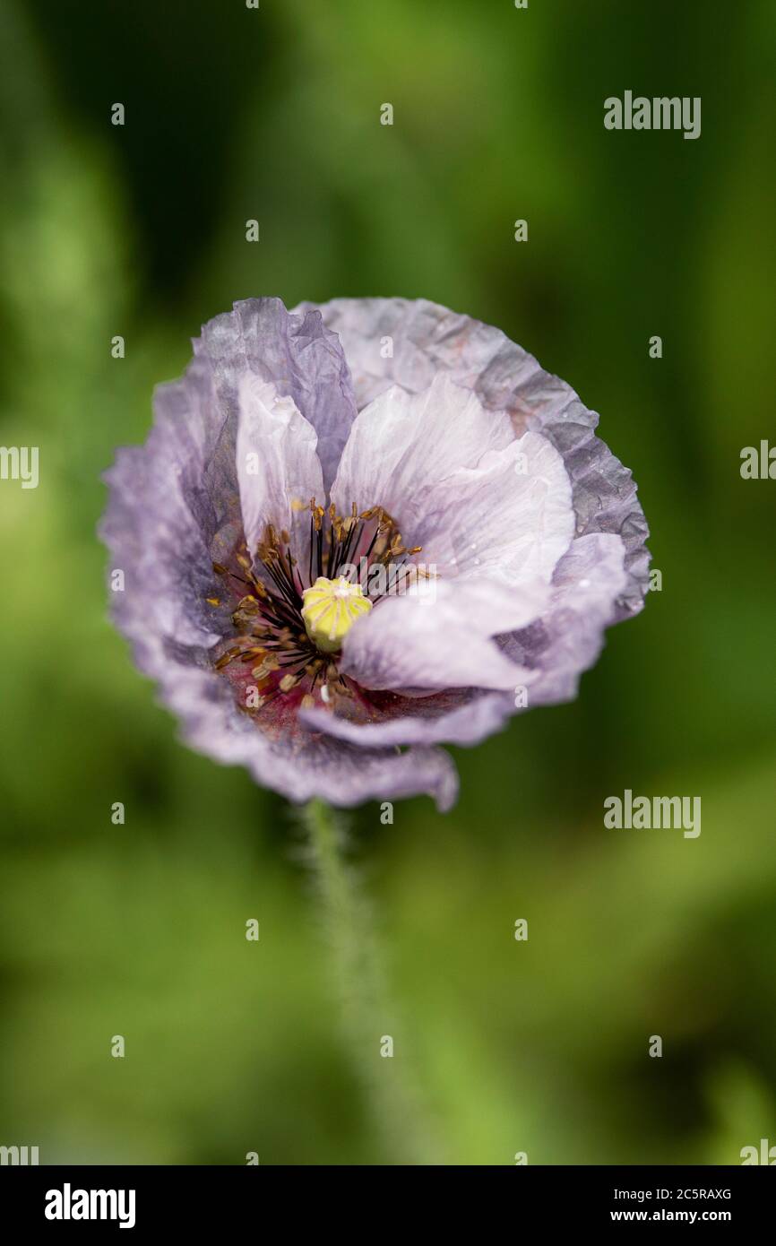 A Shirley poppy (Papaver rhoeas) in variety Amazing Grey, growing in a summer garden. Stock Photo