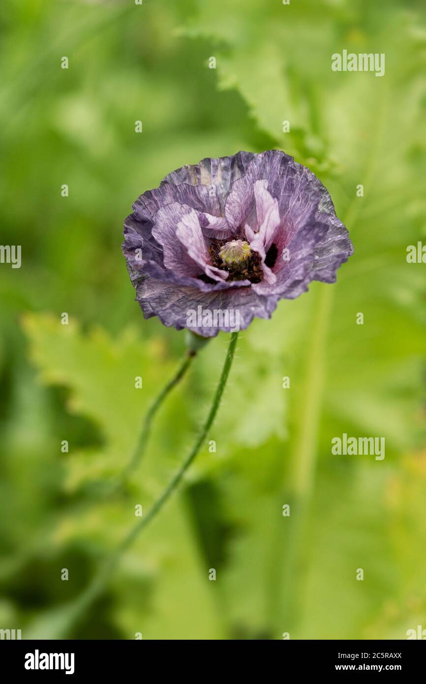 A Shirley poppy (Papaver rhoeas) in variety Amazing Grey, growing in a summer garden. Stock Photo