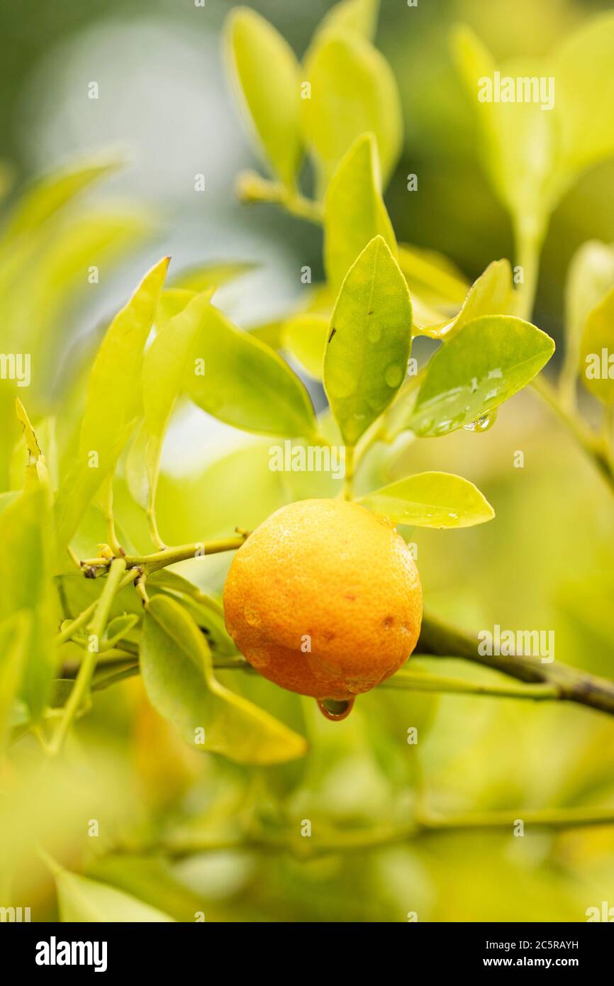 Calamansi or calamondin orange (Citrus x microcarpa), also known as Philippine lime, a hybrid of kumquat and mandarin orange used in Filipino cooking. Stock Photo
