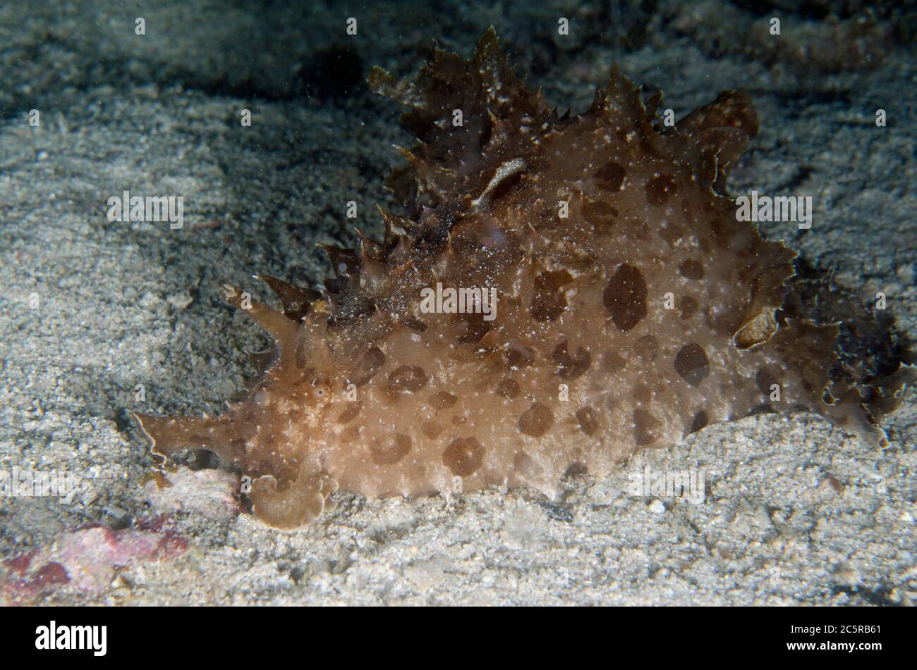 Spotted Sea Hare, Aplysia argus, on sand, night dive, Sakokreng Jetty dive site, Dampier Strait, Raja Ampat, Indonesia Stock Photo