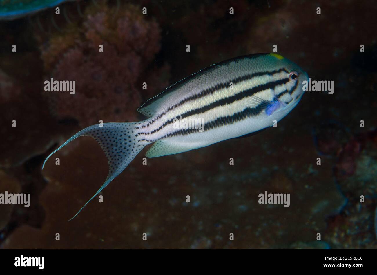 Male Blackstriped Angelfish, Genicanthus lamarck, Batu Rufos dive site, Penemu Island, Dampier Strait, Raja Ampat, Indonesia Stock Photo