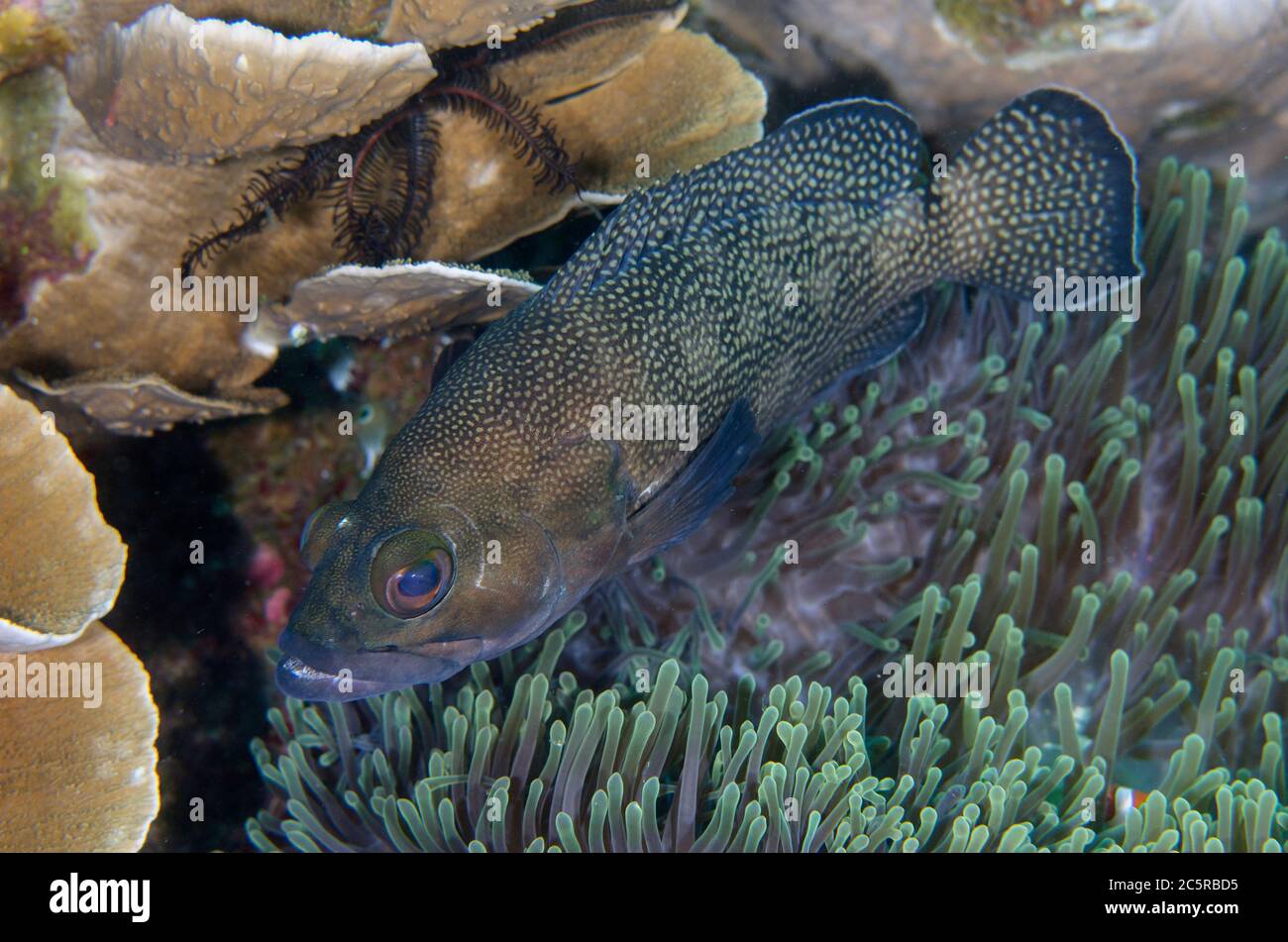 Specklefin Grouper, Epinephelus ongus, by Magnificent Sea Anemone, Heteractis magnifica, Batu Rufos dive site, Penemu Island, Dampier Strait, Raja Amp Stock Photo
