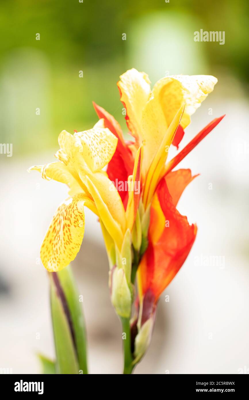 Canna indica, known as Indian shot, African arrowroot, edible canna, or Sierra Leone arrowroot, native to Central/South America and cultivated as food. Stock Photo