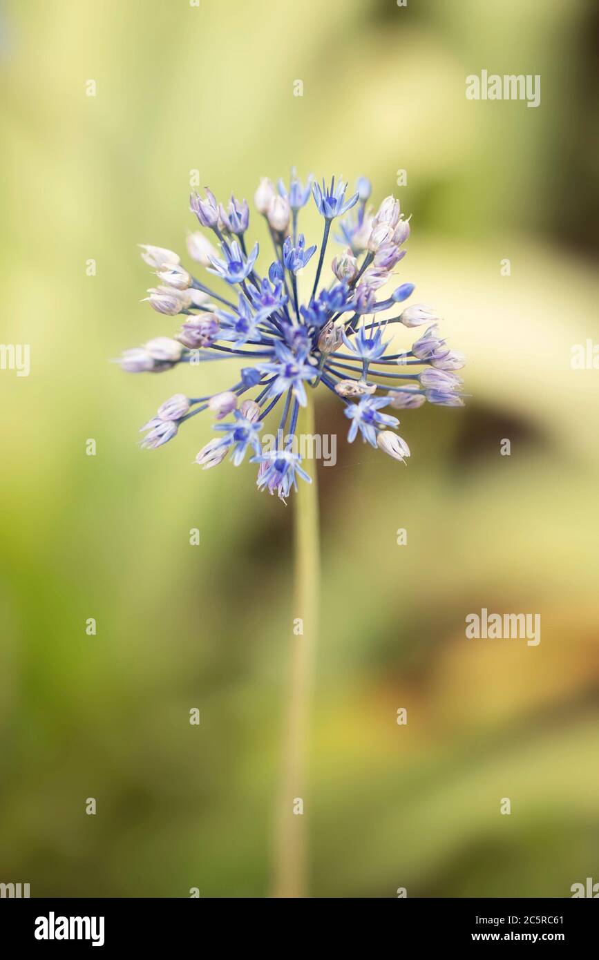Allium caeruleum, or blue ornamental onion, blooming in a summer garden. Also known as blue globe onion, blue of the heavens, or blue flowered garlic. Stock Photo