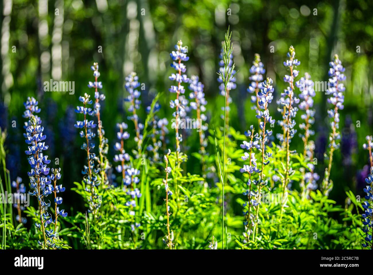 Aspen snowmass, colorado wild flowers hires stock photography and