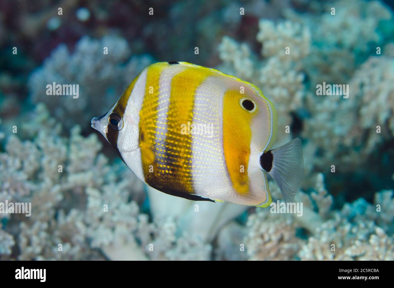 Orange-banded Coralfish, Coradion chrysozonus, Fibacet Pinnacle dive site, Misool Island, Raja Ampat, Indonesia Stock Photo