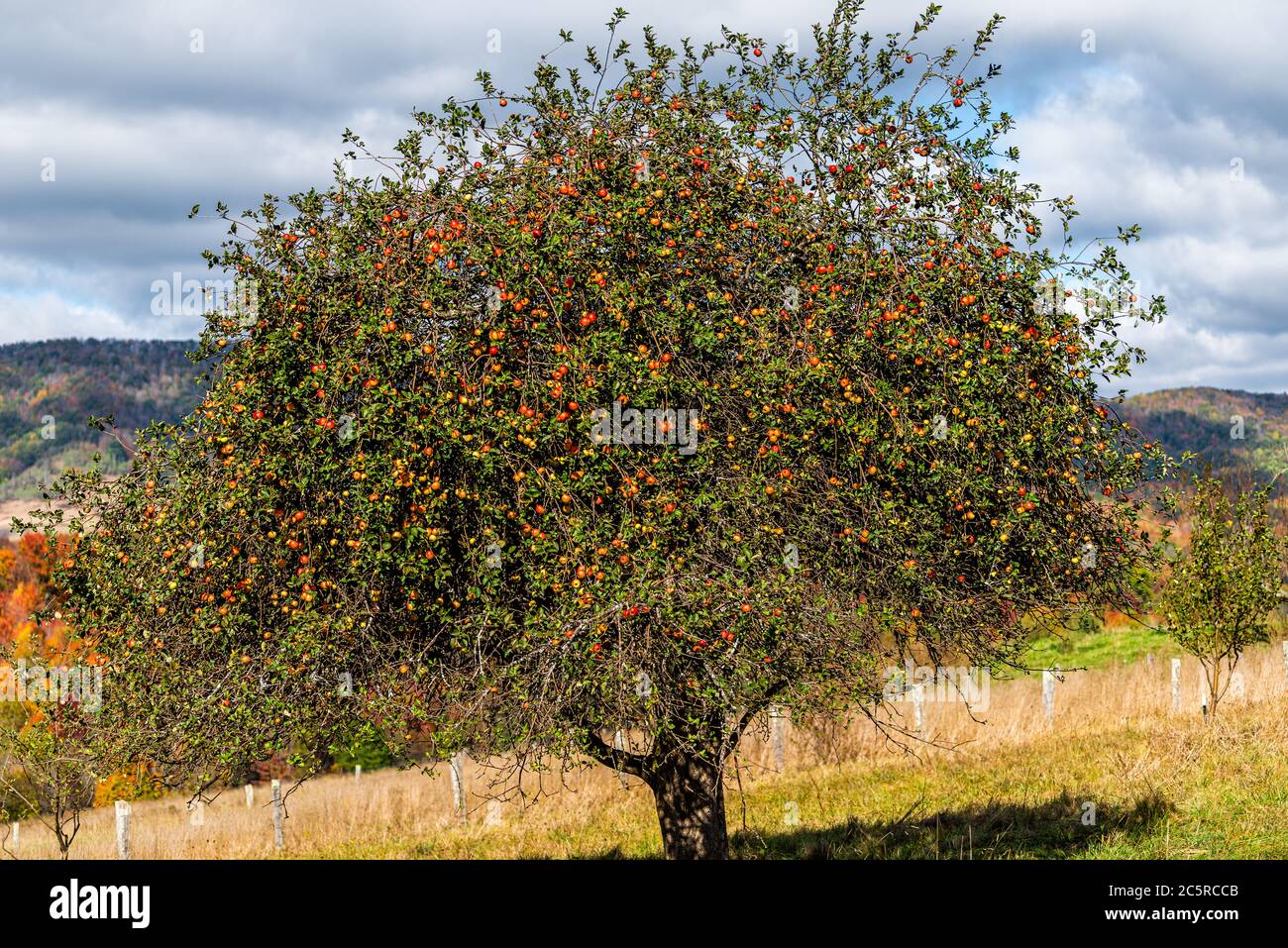 Virginia Apple Tree Apples tree fence hi-res stock photography and images - Alamy