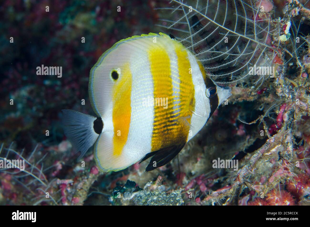 Orange-banded Coralfish, Coradion chrysozonus, Boo West dive site, Misool Island, Raja Ampat, Indonesia Stock Photo