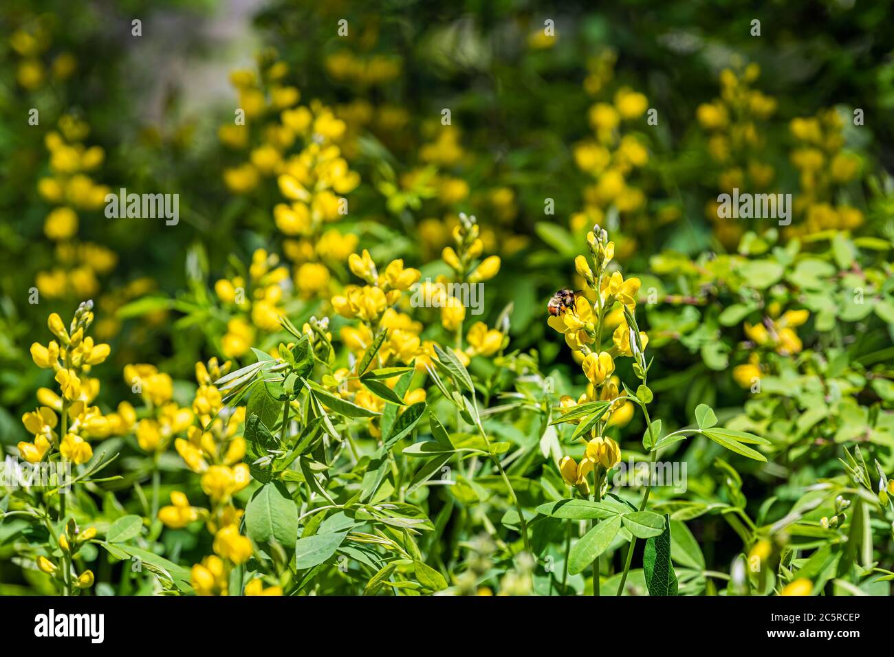 Colorful vibrant meadow of yellow flowers in Kebler Pass forest in Colorado in summer in Rocky Mountains with bee on wildflowers Stock Photo