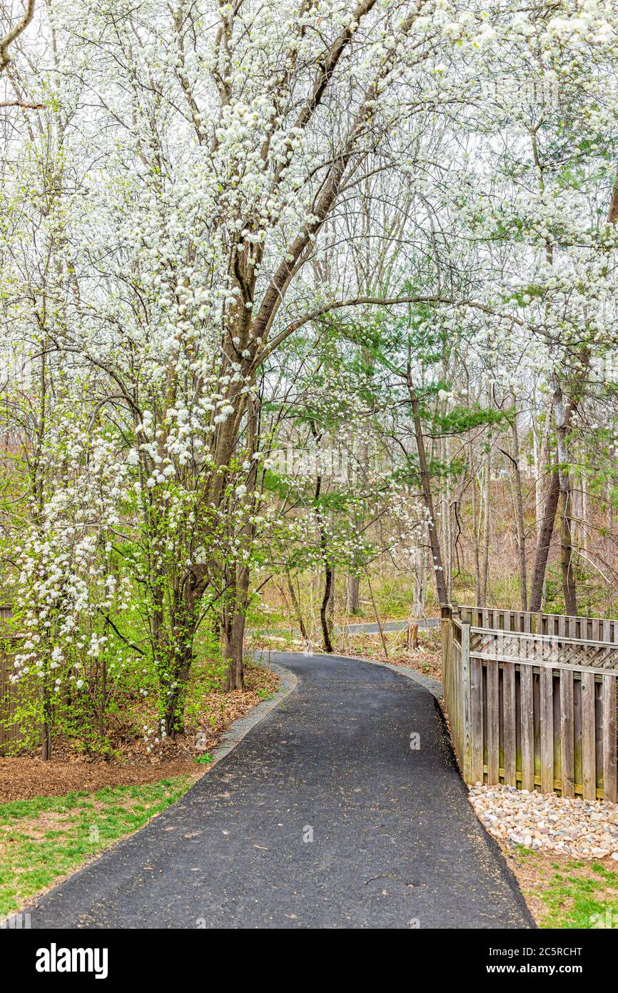 Virginia spring cherry blossom trees in Fairfax County Northern VA on