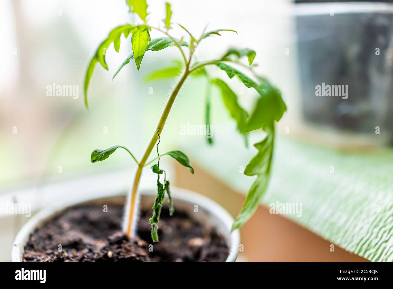 Closeup of green small wispy leaves tomato plant seedling in container growing indoors in soil in spring with texture and disease wilted branch Stock Photo