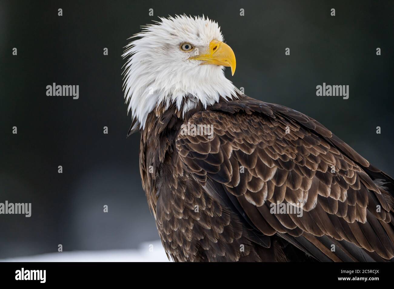 Bald eagle (Haliaeetus leucocephalus) in Homer, Alaska Stock Photo - Alamy