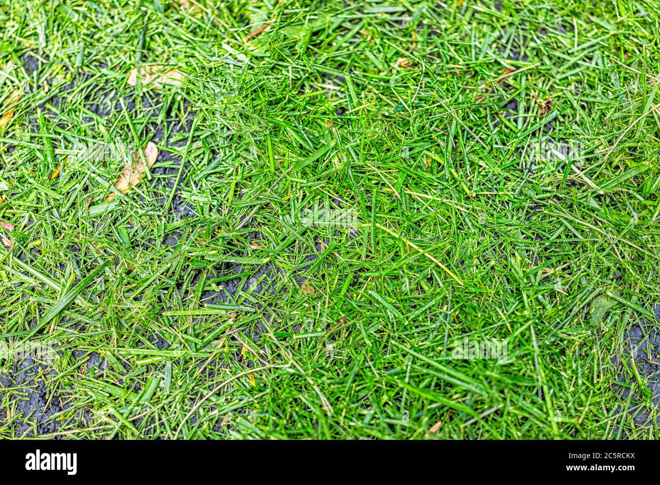 Colorful green spring or summer fresh cut mowed green grass from lawn flat top lay looking down view of texture color Stock Photo