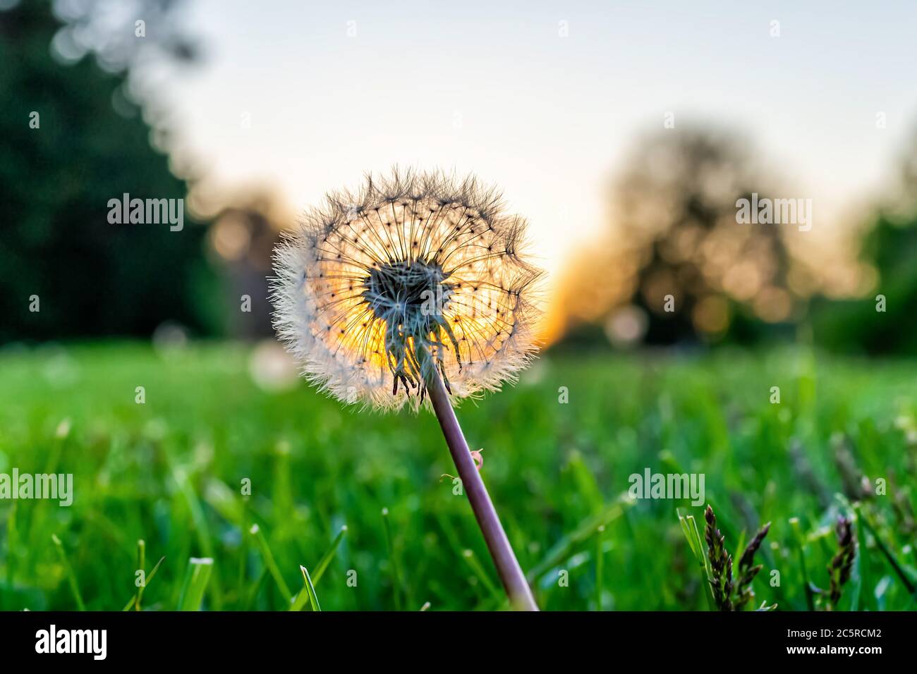 Dandelion Wildflower Sun Sky High Resolution Stock Photography and ...