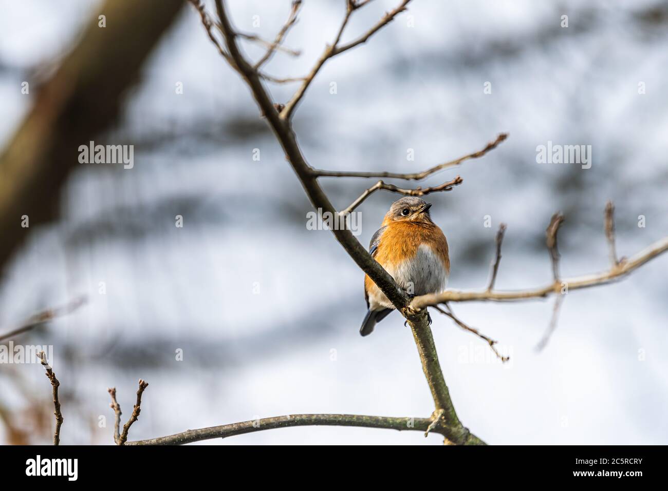 One single bluebird female brown orange bird sitting perching closeup on tree during winter in Virginia bare branch during sunset with sunlight Stock Photo