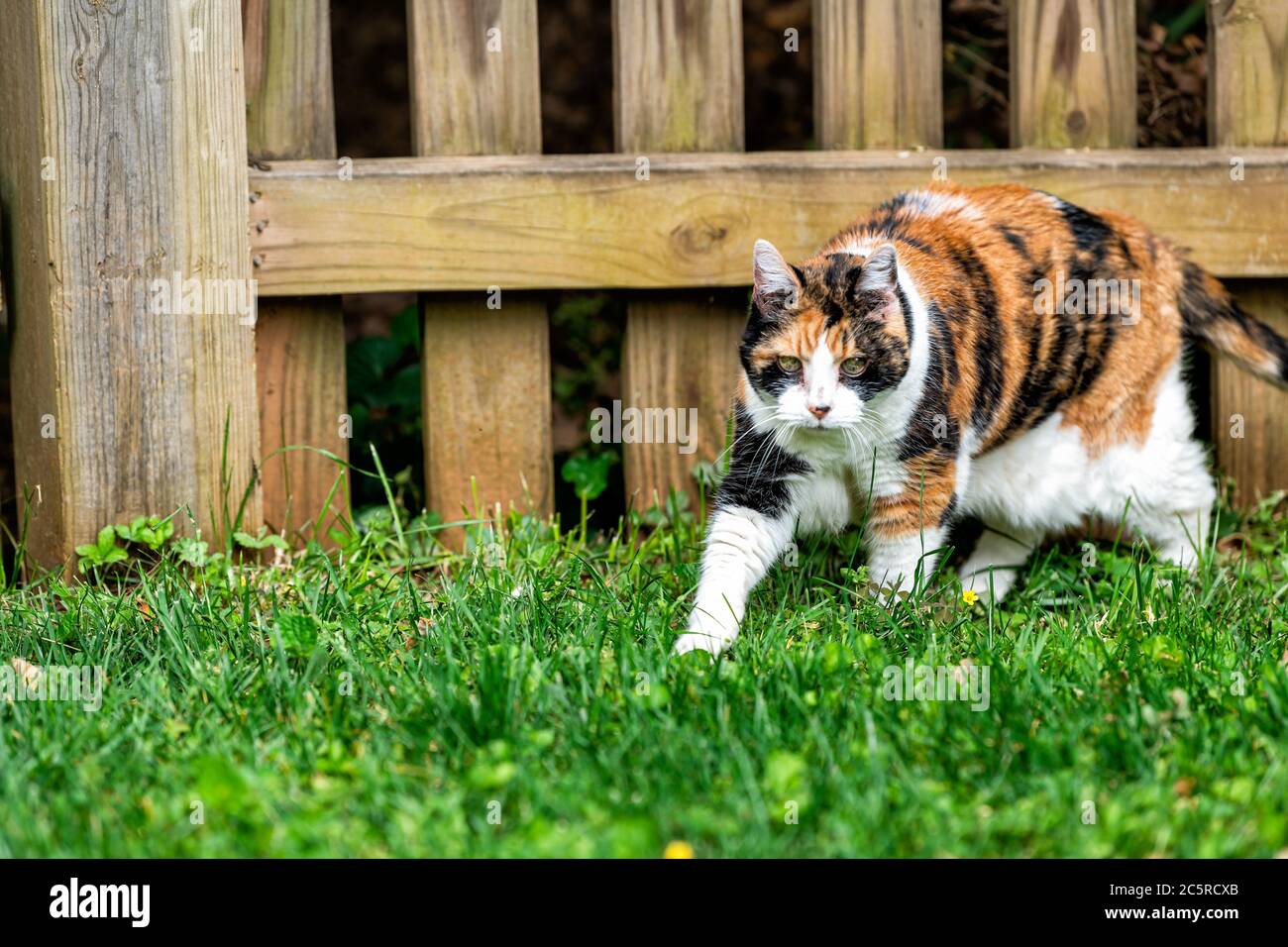 Outdoor senior calico cat outside walking hunting by fence in garden lawn backyard on green grass in summer garden Stock Photo