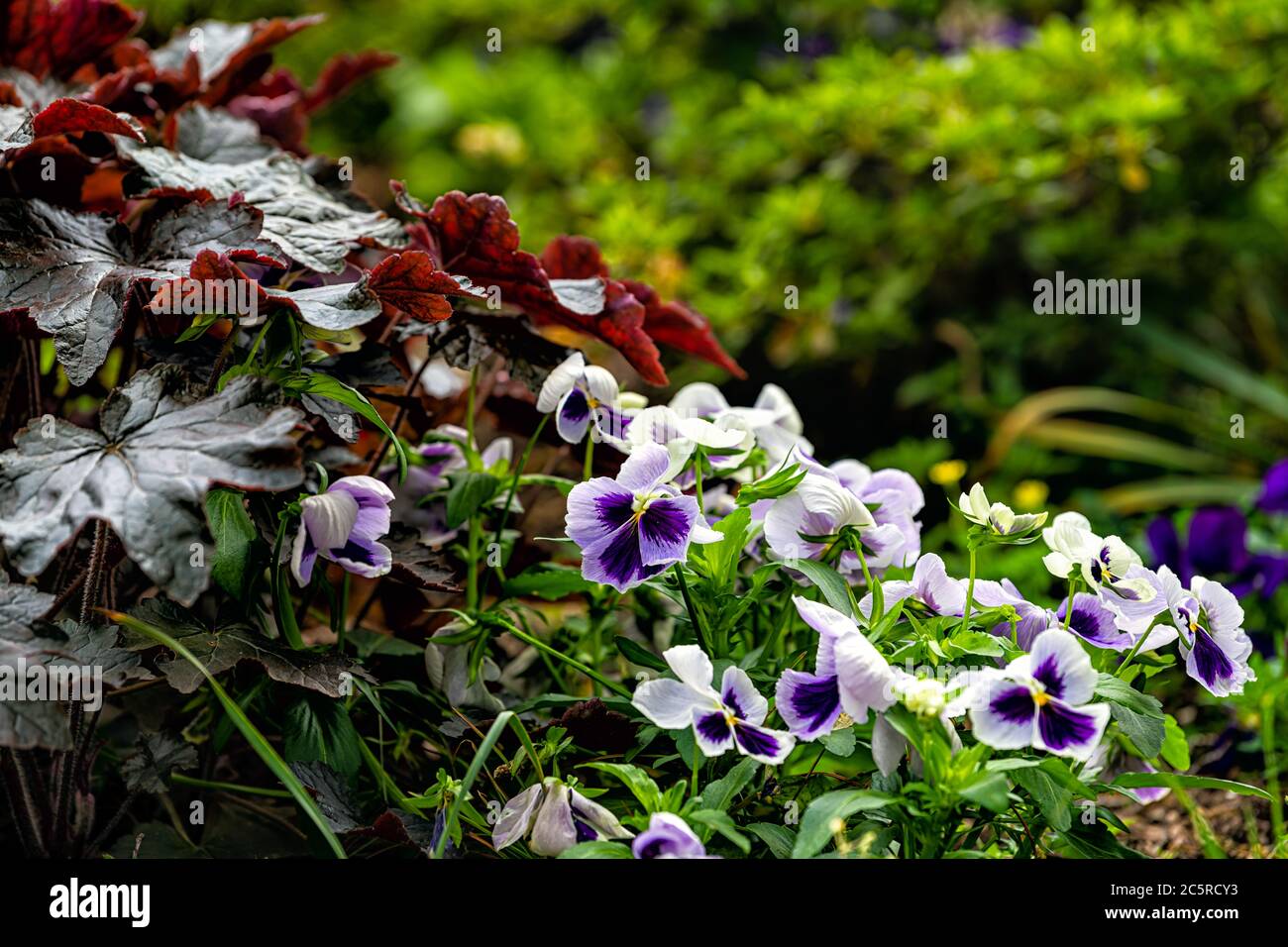 Closeup of white and purple blue pansy flowers in morning outdoor outside garden with green leaves Stock Photo