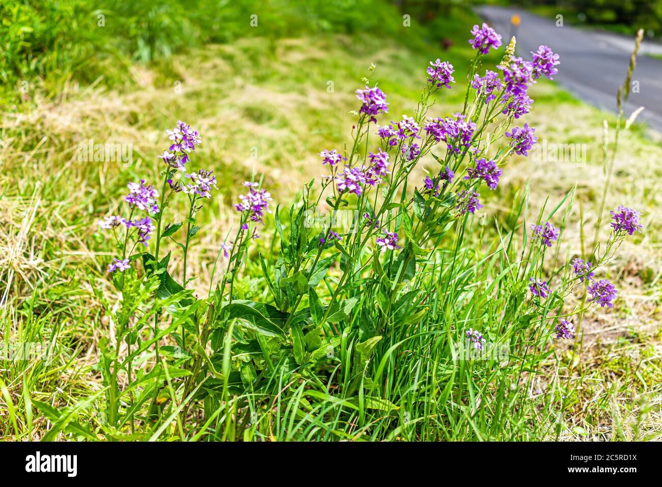 Purple dames rocket hires stock photography and images Alamy