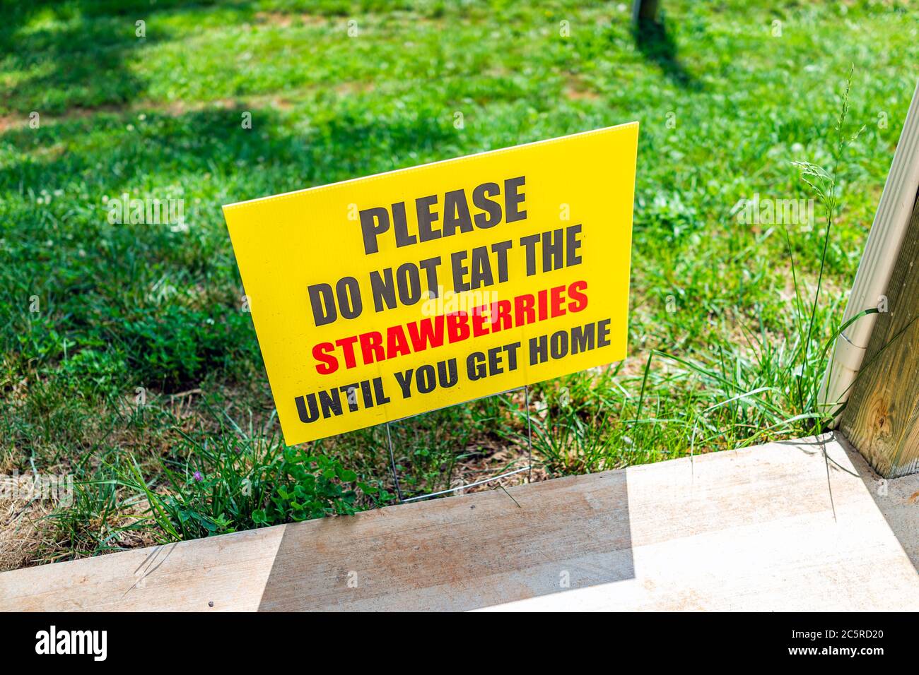Strawberry picking sign closeup that states please do not eat the strawberries until you get home during spring summer activity on pick your own farm Stock Photo