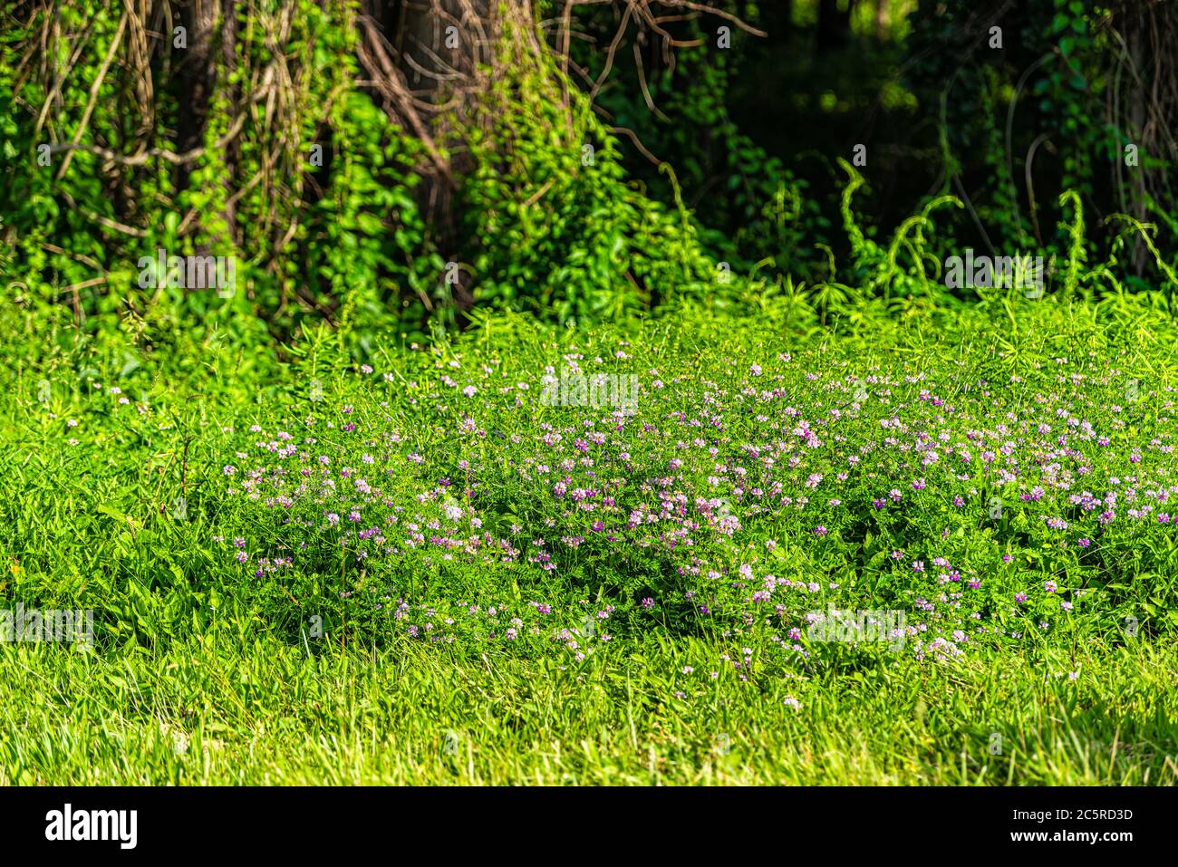 Pink vetch or clover wild wildflowers flowers in summer meadow in
