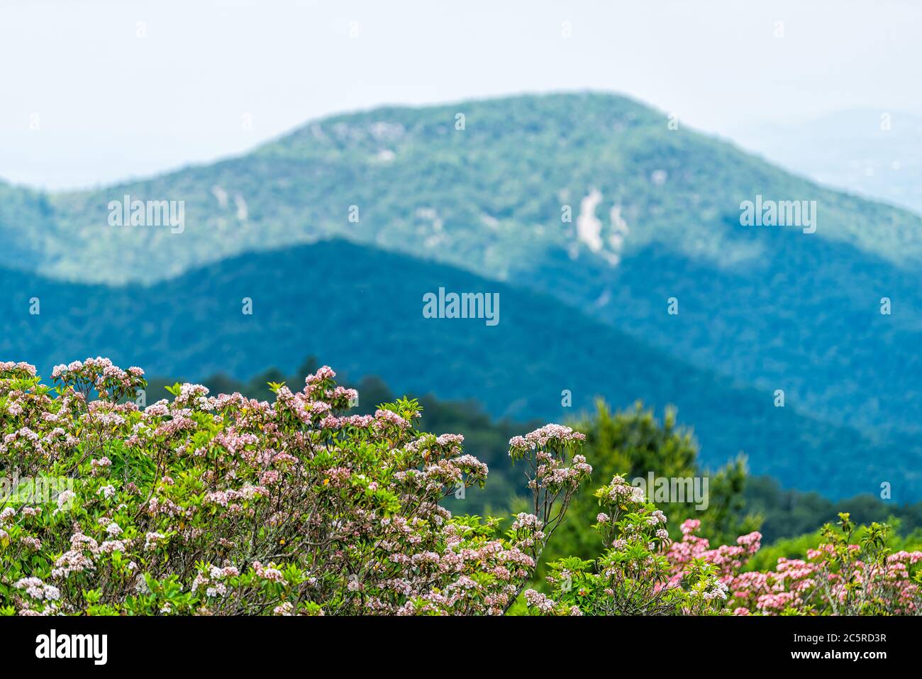 Pink green flowers mountain laurel wildflowers on overlook in Shenandoah Blue Ridge appalachian mountains with bokeh blurry background of peak Stock Photo