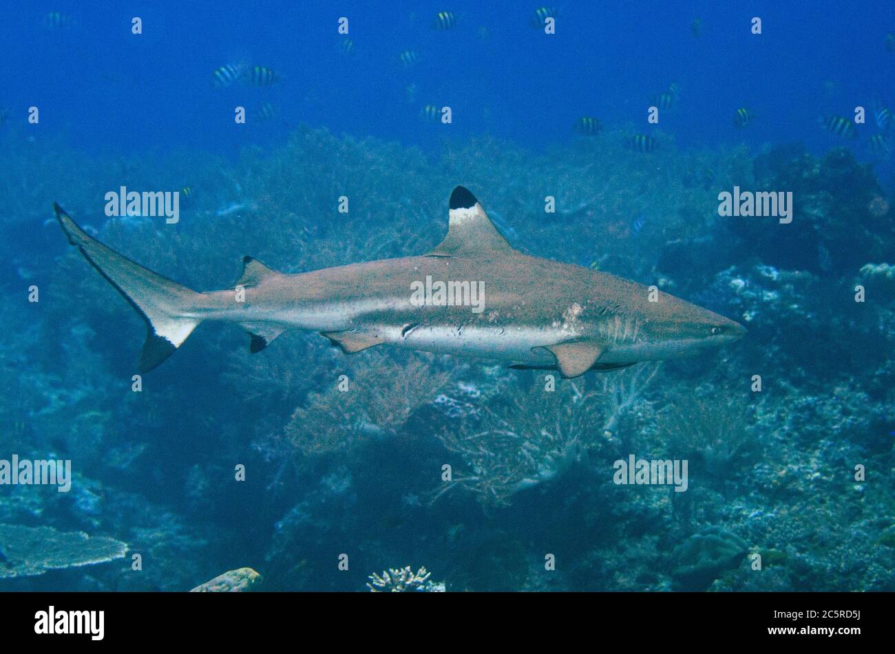 Blacktip Reef Shark, Carcharhinus melanopterus, Eagle Nest dive site ...