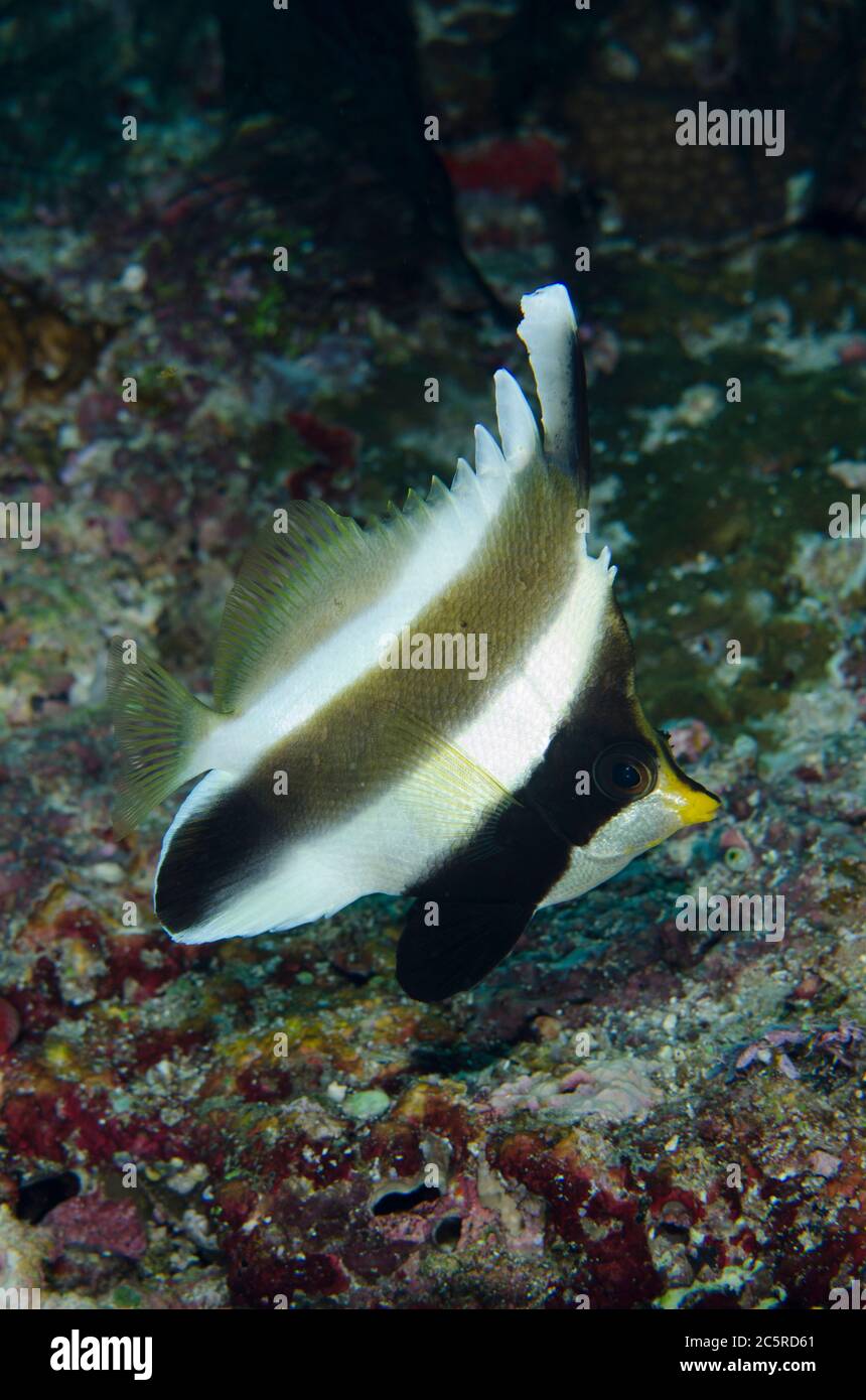 Pennant Bannerfish, Heniochus chrysostomus, Eagle Nest dive site, Misool Island, Raja Ampat, Indonesia Stock Photo
