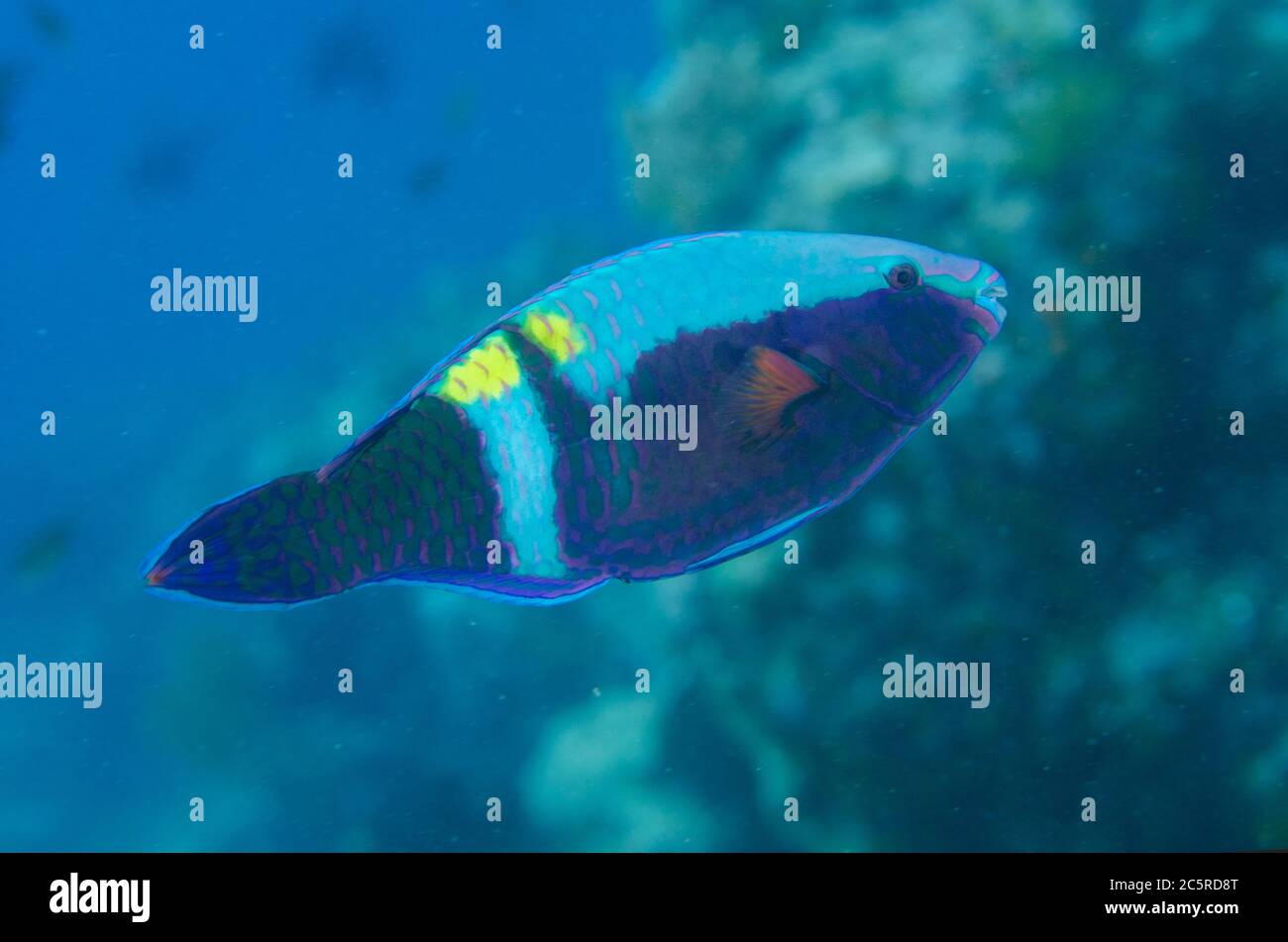 Yellowbar Parrotfish, Scarus schlegeli, Too Many Fish dive site, Koon Island, Raja Ampat, Indonesia Stock Photo