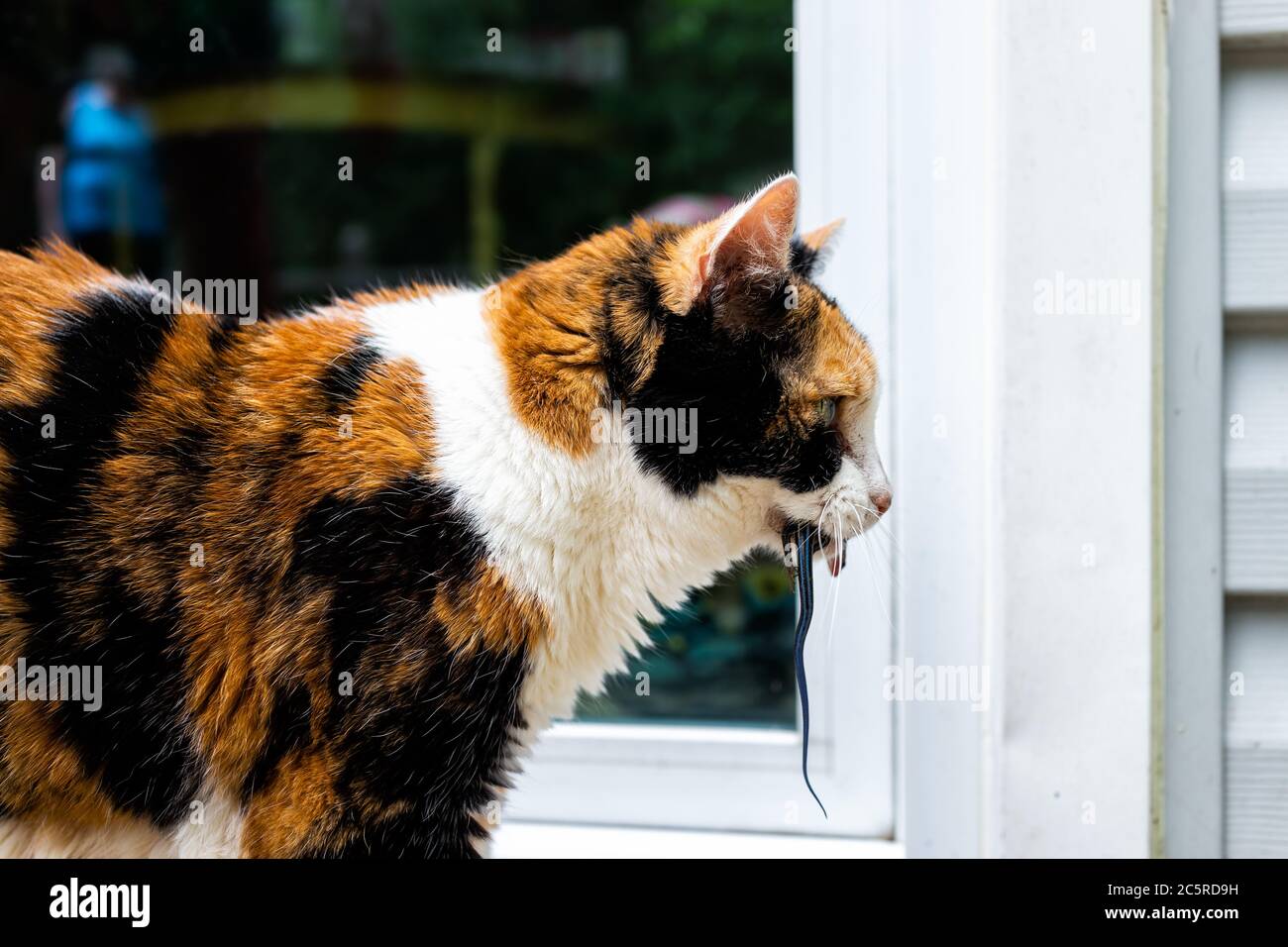 Calico cat outside hunter hunting with catch of caught blue lizard in mouth standing by door of home house asking to go inside Stock Photo