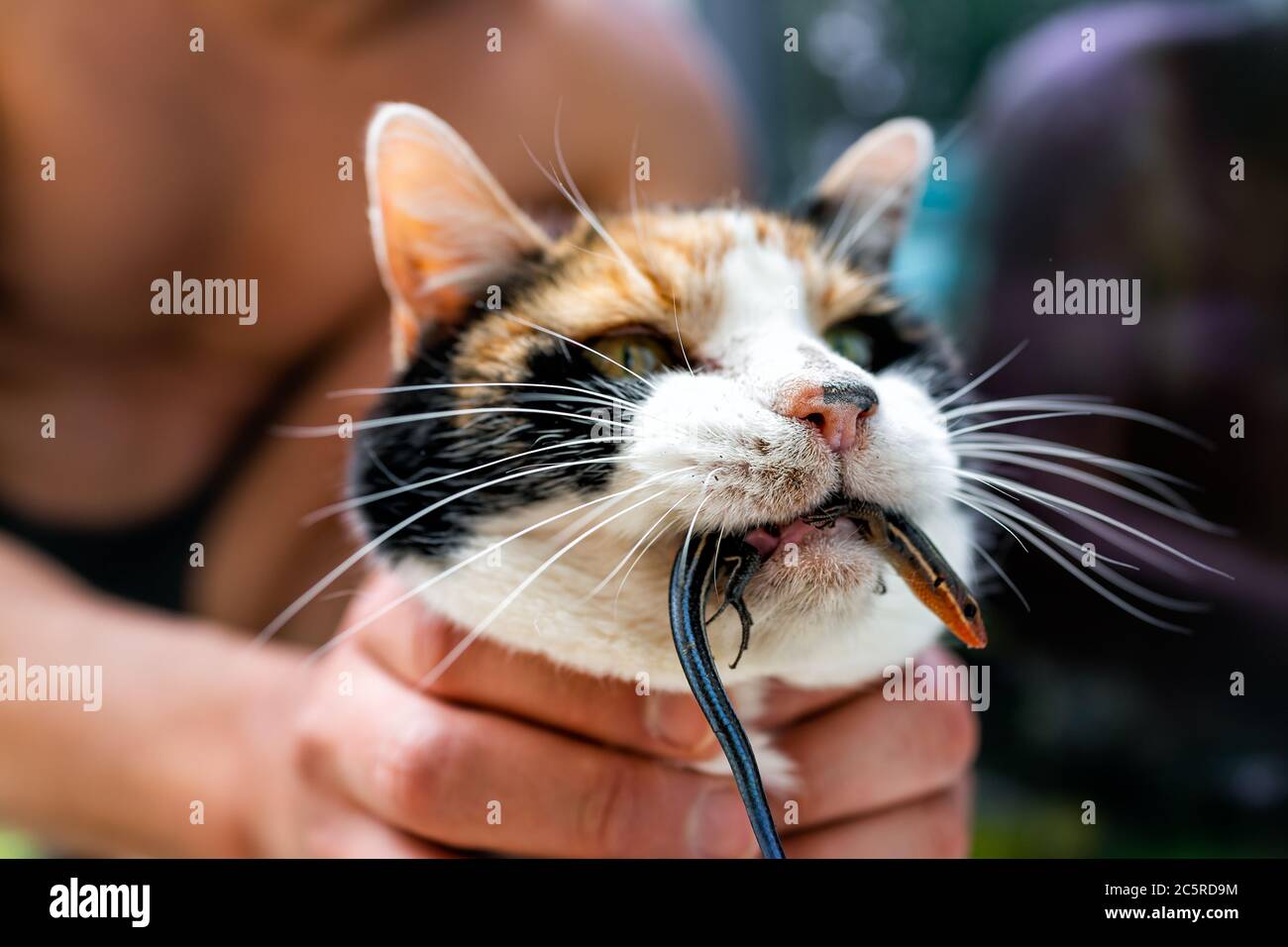 Person holding calico cat outside hunter hunting with catch of caught blue lizard in mouth standing by door of home house asking to go inside Stock Photo