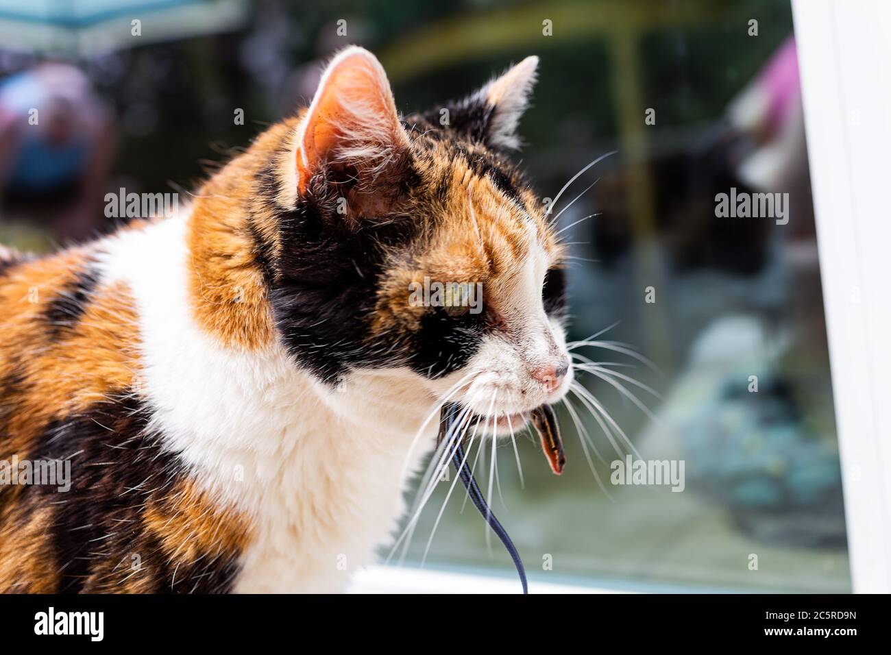 Calico cat outside hunter hunting catching blue lizard in mouth standing by door of home house asking to go inside Stock Photo