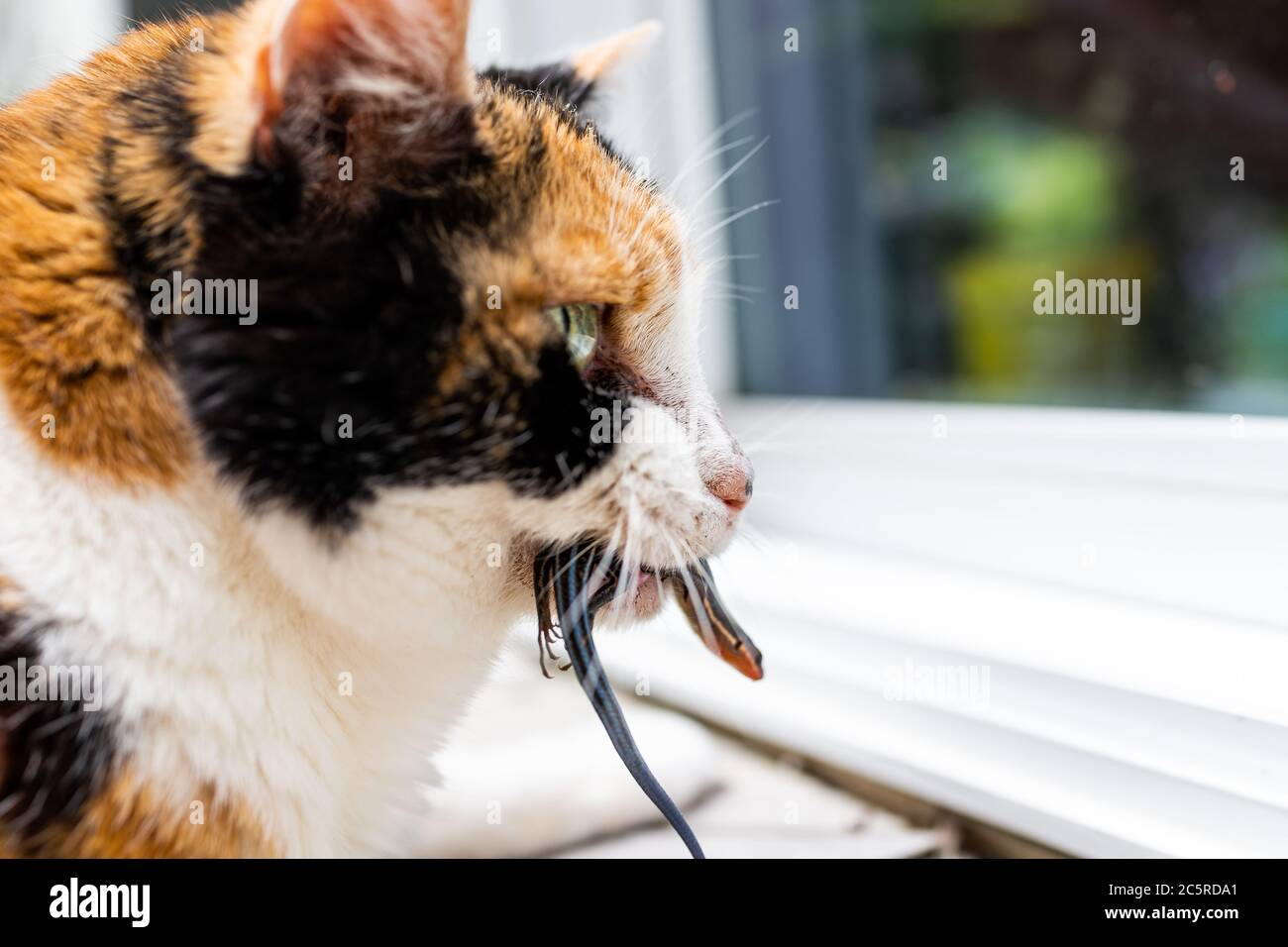 Calico cat outside outdoor hunter hunting catching blue lizard in mouth standing by door of home house asking to go inside Stock Photo