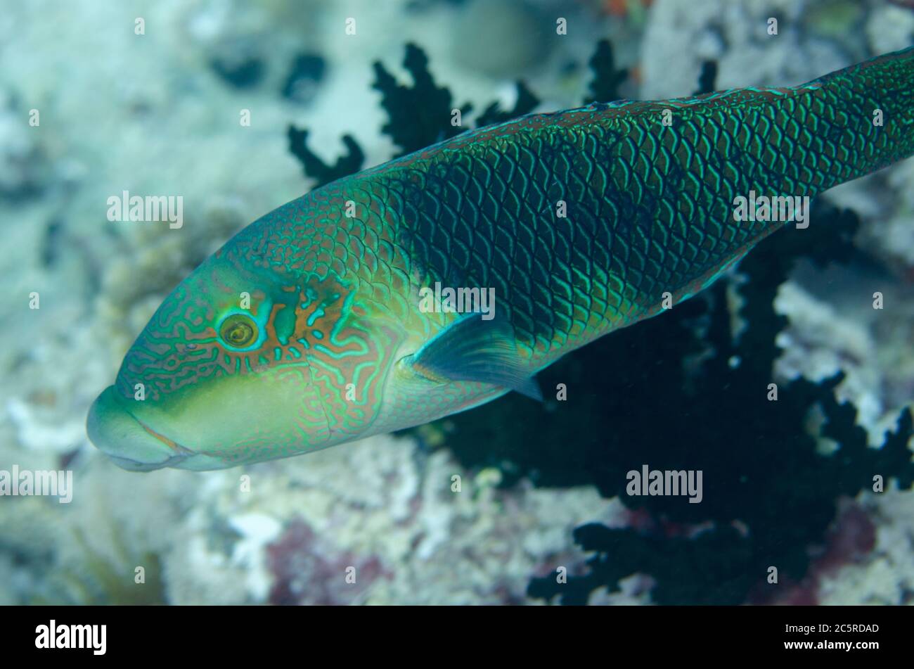 Male Geographic Wrasse, Anampses geographicus, Too Many Fish dive site, Koon Island, Raja Ampat, Indonesia Stock Photo