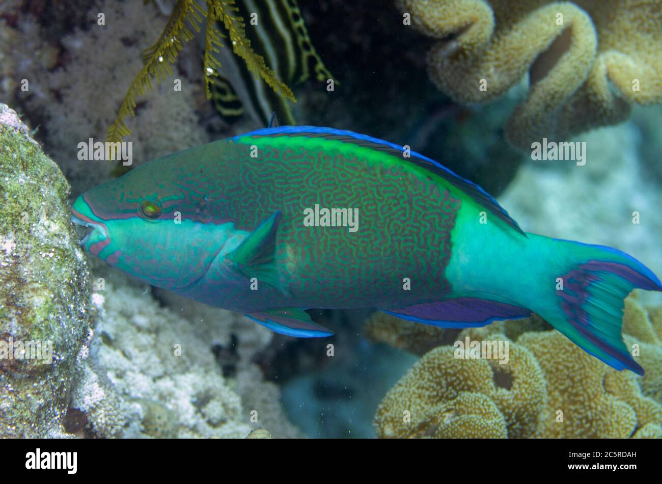 Bridled Parrotfish, Scarus frenatus, Too Many Fish dive site, Koon Island, Raja Ampat, Indonesia Stock Photo