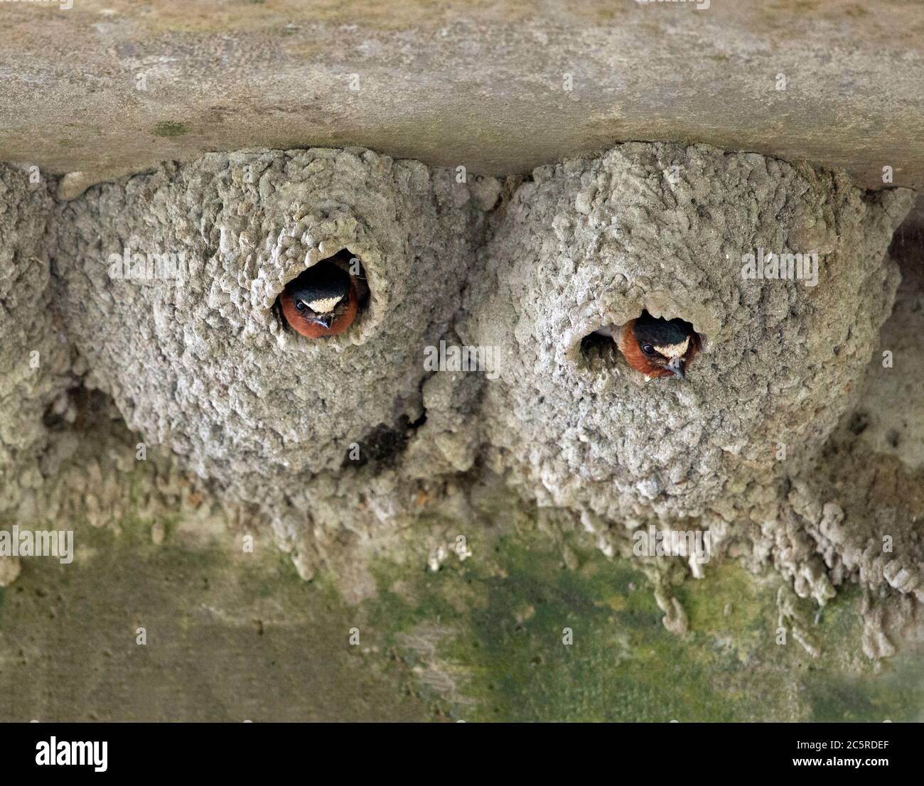 Two cliff swallow nests each with adult peeking out hires stock photography and images Alamy